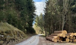 Forest road and stacked timber on property reviewed as part of a boundary survey before logging